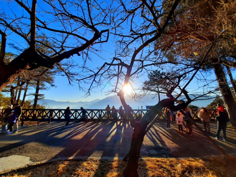 2022元旦跨年 阿里山林鐵觀日列車自今(10)日起開始預售